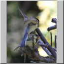 Parus major - Kohlmeise 23 mit Nachwuchs.jpg